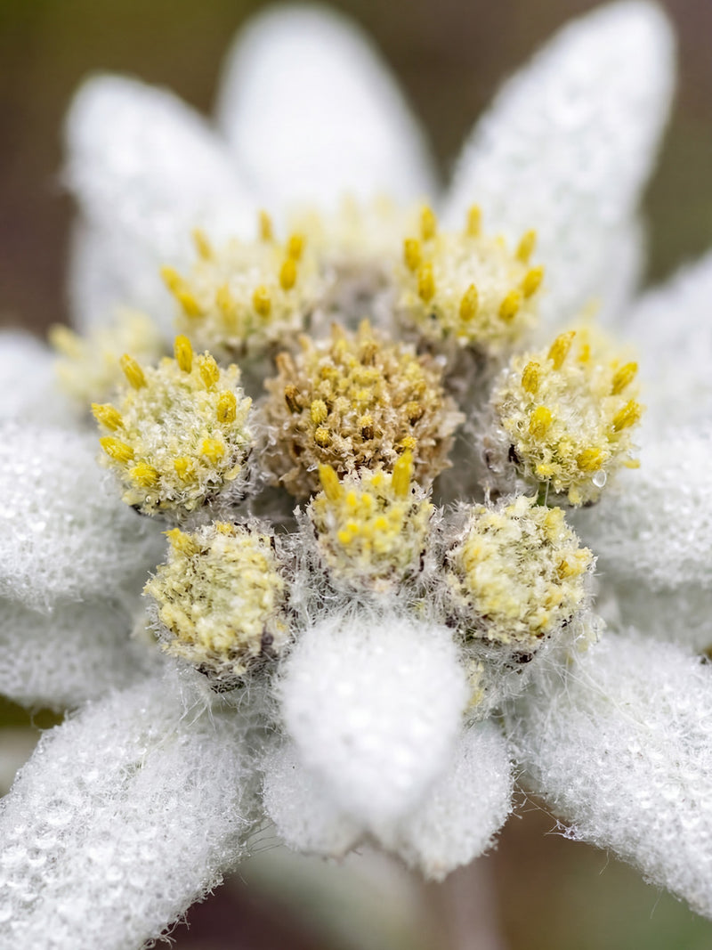 Botaniche Dolomitiche
