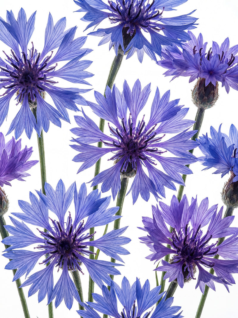 Cultipharm Superactive